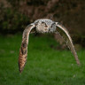 NocturnOwl (1/1)